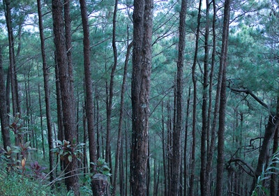 El tiempo en Baguio El tiempo en Baguio
