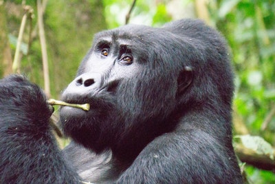 El tiempo en Bwindi El tiempo en Bwindi